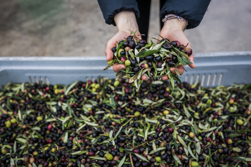  Raccolta delle olive 